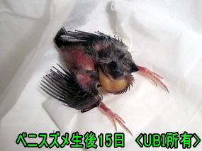 ベニスズメ生後15日