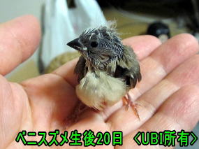 ベニスズメ生後20日