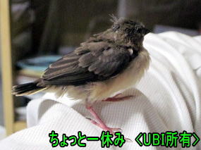 手乗りベニスズメ　幼鳥