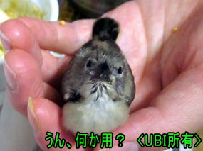 手乗りベニスズメの幼鳥