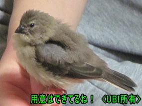 手乗りベニスズメ　幼鳥