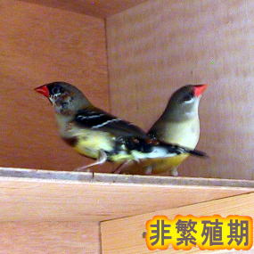 ベニスズメ　非繁殖期