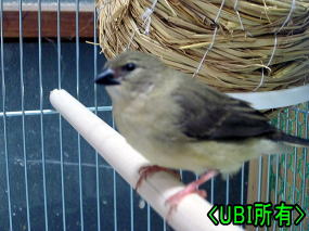 ベニスズメ　若鳥