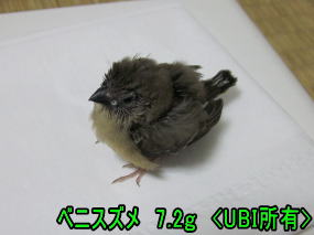 手乗りベニスズメ 7.2gに成長