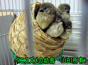 ベニスズメの幼鳥達