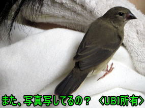 手乗りベニスズメ　チーちゃん　外出