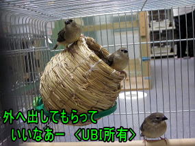 ベニスズメ　幼鳥3羽