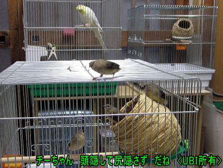 ベニスズメ達の様子