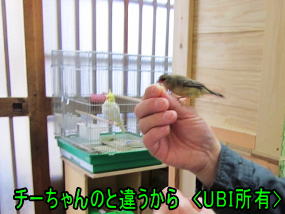 手乗りベニスズメ　若鳥　メス