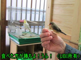 手乗りベニスズメ　若鳥