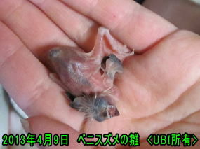 手乗りベニスズメ　2013年4月