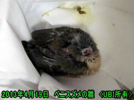 手乗りベニスズメ　2013年4月19日