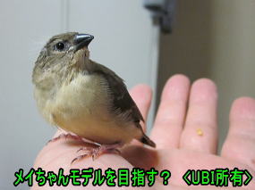 手乗りベニスズメ　メイちゃん　モデル