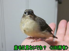 手乗りベニスズメ　メイちゃん　モデル