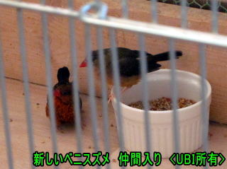 新しいベニスズメ