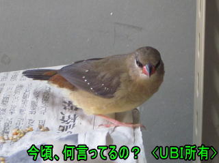 手乗りベニスズメ