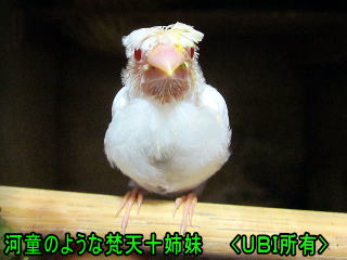 河童のような梵天十姉妹