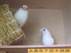 白十姉妹
