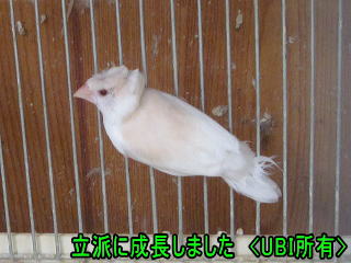 立派に成長