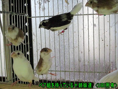 ペア組を待っている十姉妹