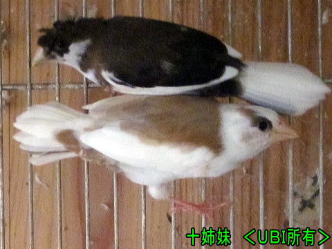 十姉妹