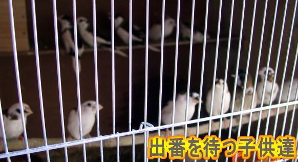 出番を待つ子供達