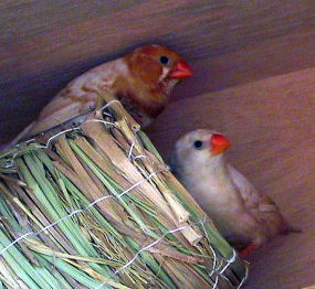 オレンジキンカチョウ