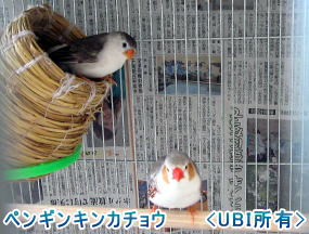 ペンギンキンカチョウ