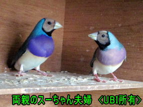 赤頭ブルーコキンチョウ　ペア