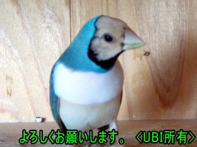 赤頭白胸ブルーコキンチョウ　アオちゃん挨拶