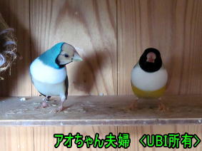 平成23年10月25日時点でのアオちゃん夫婦