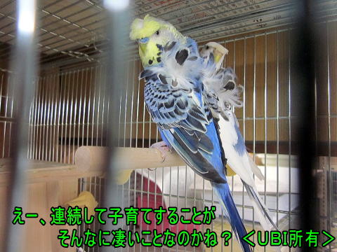 羽衣セキセイインコ