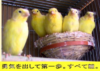 勇気を出して第一歩。すべて雛。