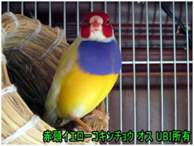 赤頭イエローコキンチョウ　オス