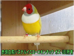 赤頭白胸パステルイエローコキンチョウ　オス