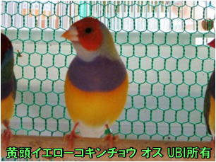 黄頭イエローコキンチョウ　オス