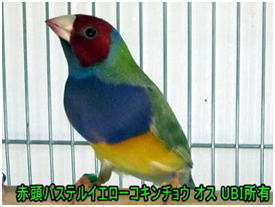 赤頭パステルイエローコキンチョウ　オス