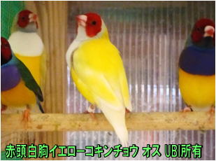 赤頭白胸イエローコキンチョウ　オス