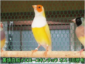 黄頭イエローコキンチョウ　オス