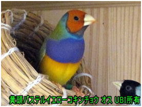 黄頭パステルイエローコキンチョウ　オス
