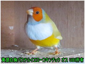 黄頭白胸パステルイエローコキンチョウ　オス