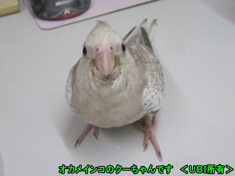 オカメインコ