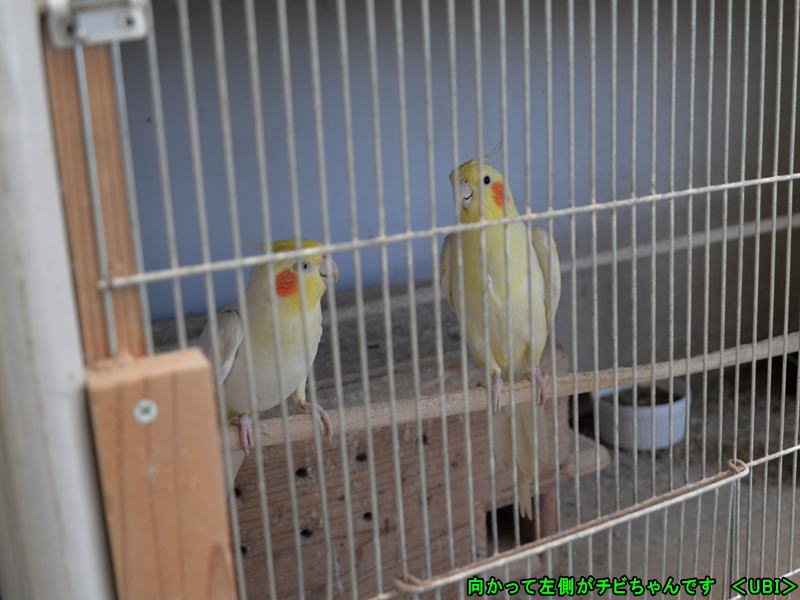 オカメインコ