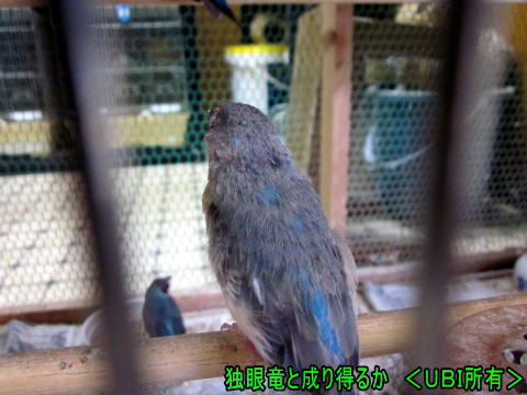 片目のコキンチョウの幼鳥