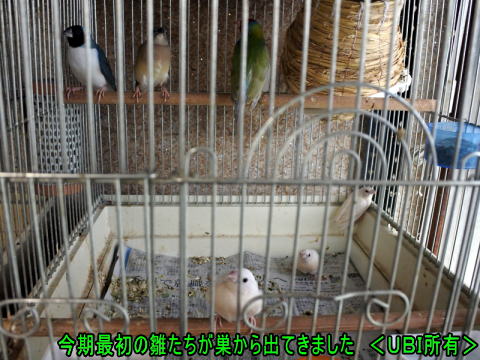 2019年8月　コキンチョウの雛達