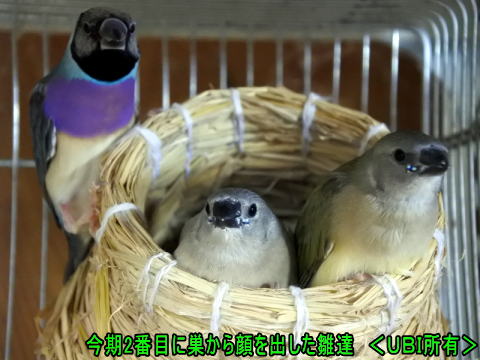 今期（2019年度）2番目に巣から顔を出したコキンチョウの雛達