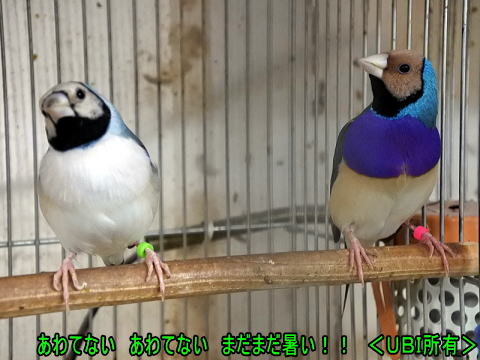 ピーちゃん夫婦