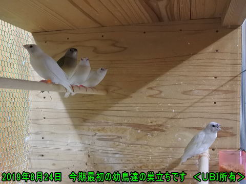 2019年8月24日　巣だったコキンチョウの幼鳥達