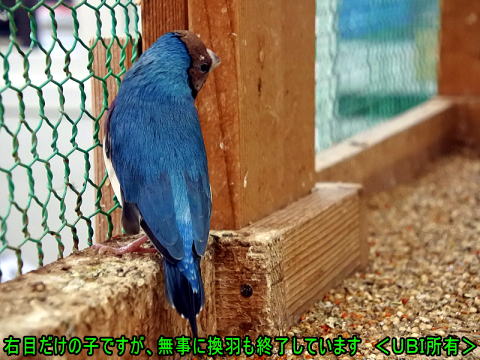 右目だけのコキンチョウ