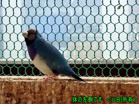体の左側です